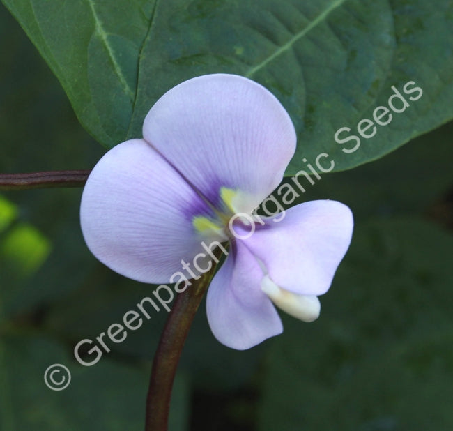 Bean Climbing -  Snake Red Noodle