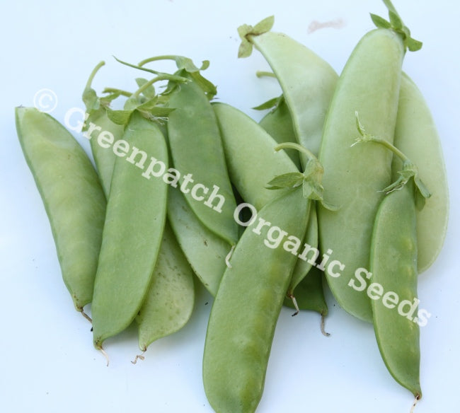 Snowpea - Melting Mammoth