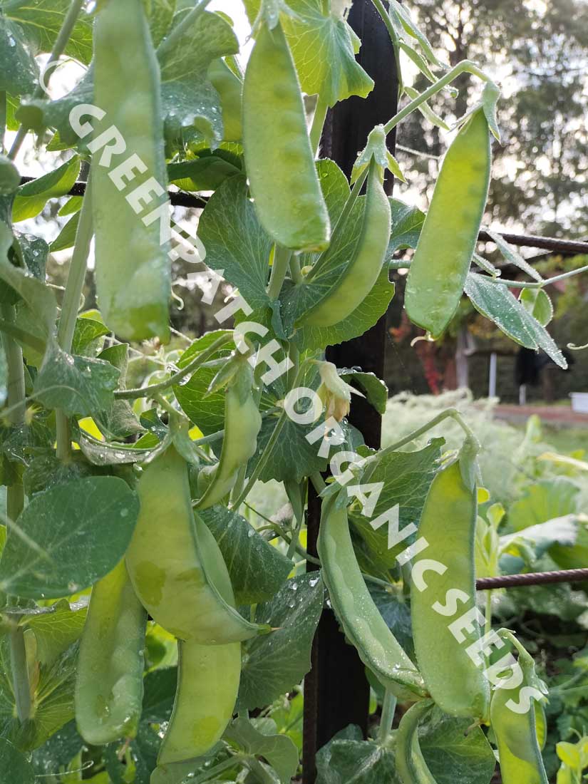 Oregon Sugar Pod Snowpea Seeds