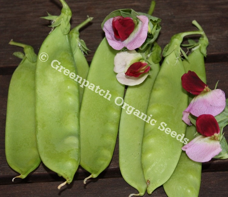 Snowpea - Purple Flowered