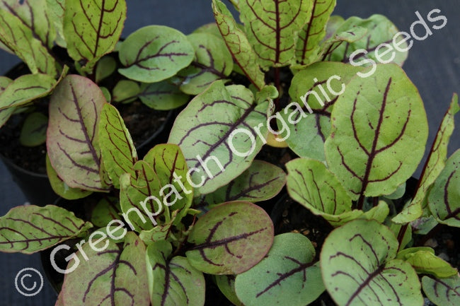 Sorrel - Red Plant