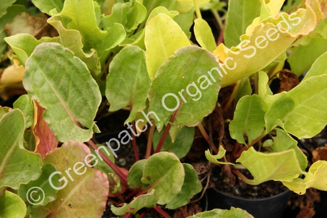 Sorrel - French Plant