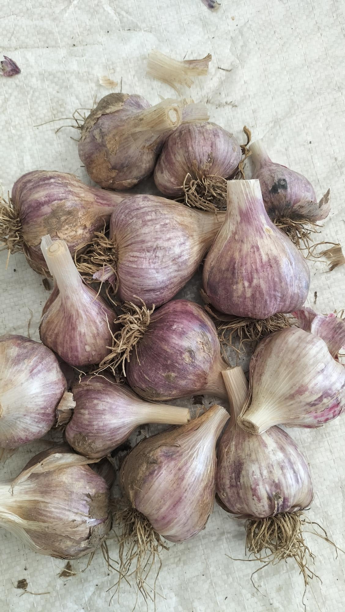 Southern Glen Garlic Bulbs