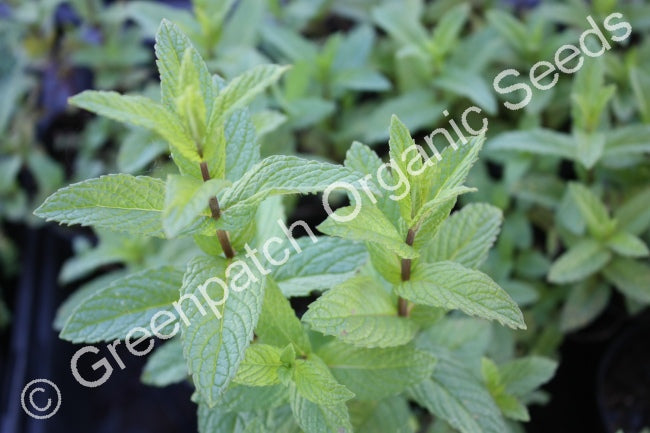 Mint - Spearmint Plant