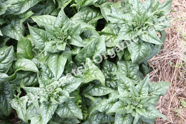 Spinach - English Bloomsdale