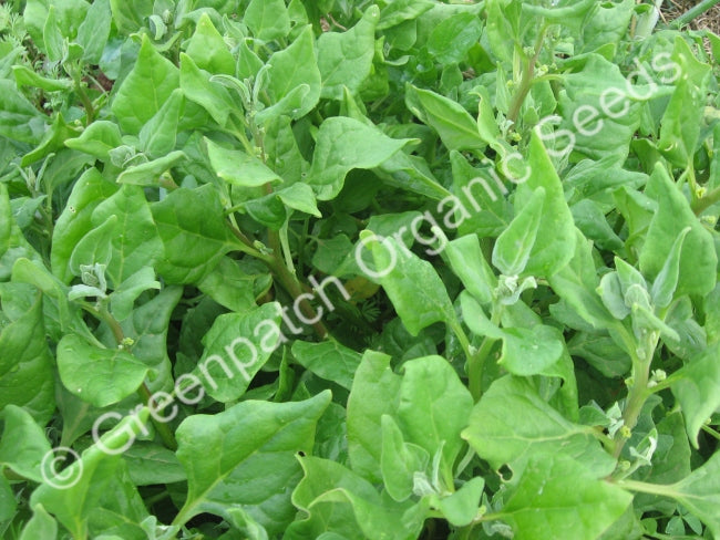 Spinach - New Zealand