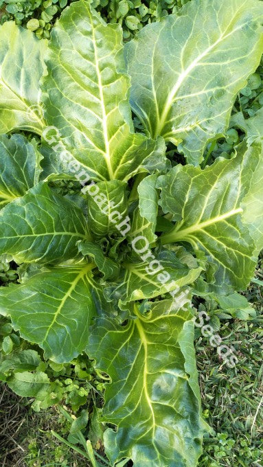 Spinach - Perpetual Gator