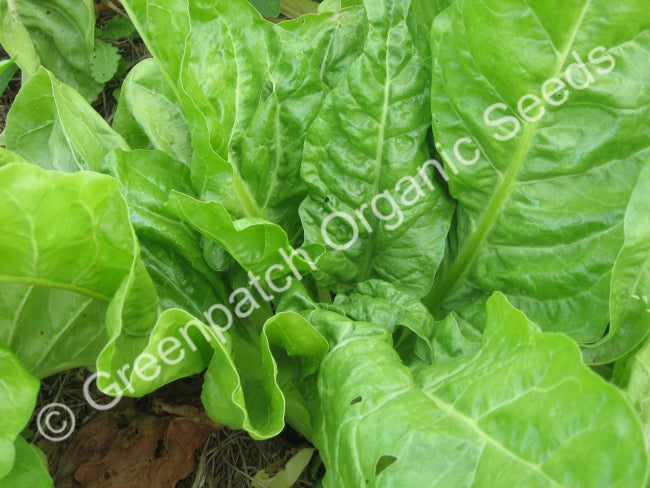 Spinach - Southern European