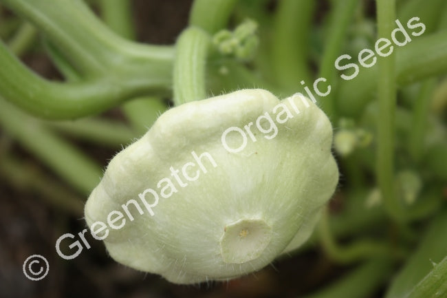 Squash - Early White Bush