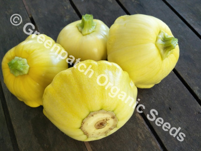 Squash - Golden Custard