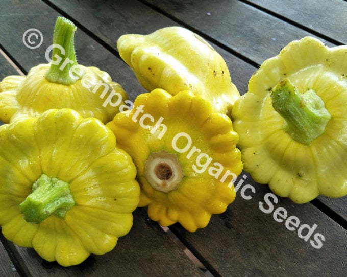 Squash - Golden Scallopini