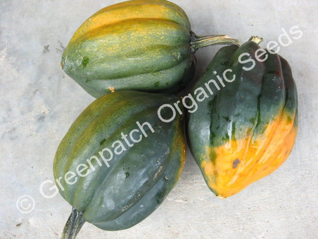 Squash - Table Gem Bush