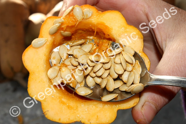 Squash - Table Gem Bush