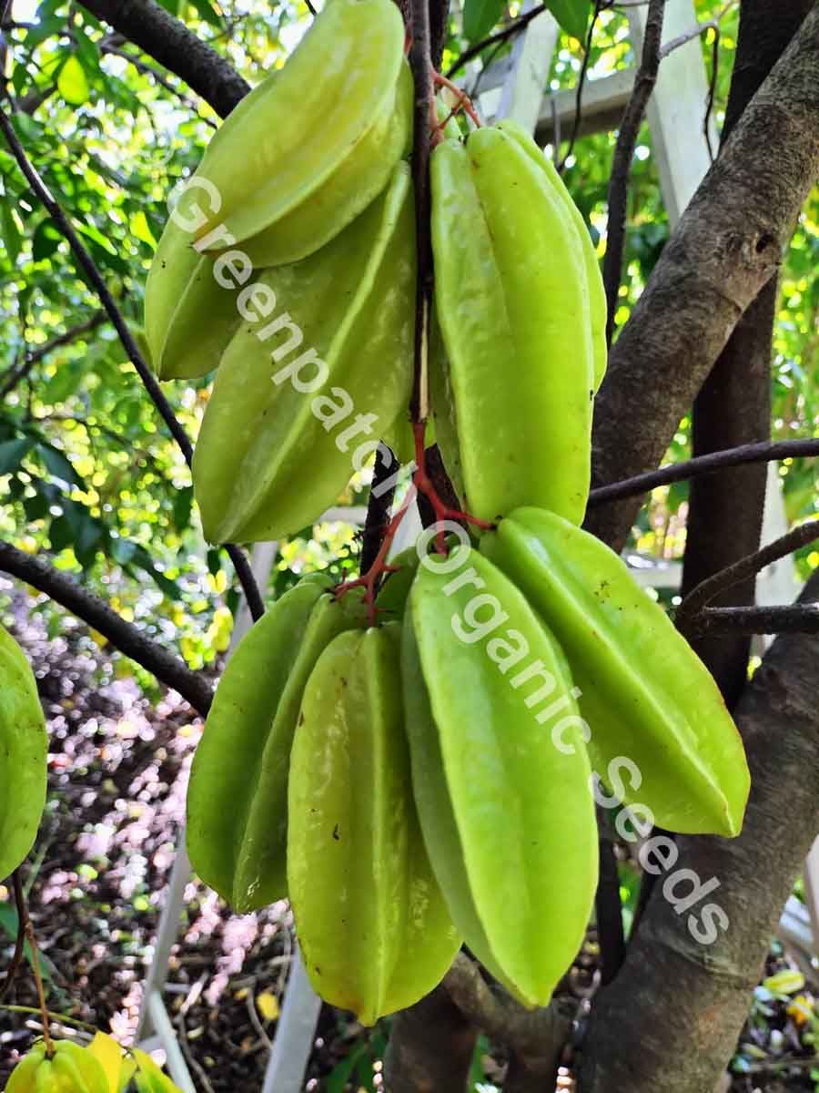 planting star fruit seeds Carambola Star Fruit Plants