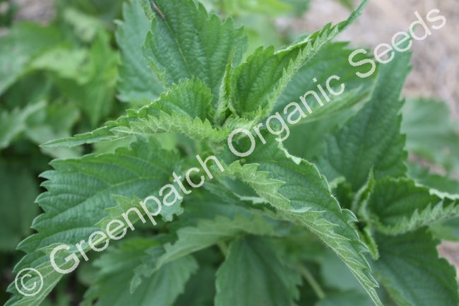 Stinging Nettle