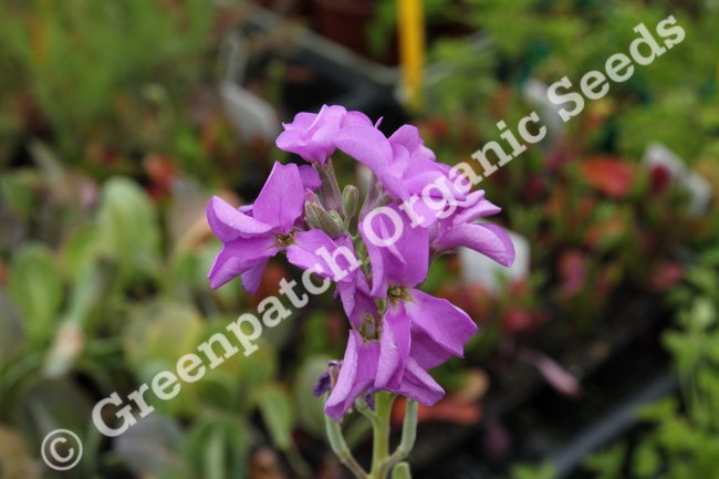 Stock - Giant Imperial Mix