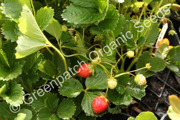 temptation strawberry seeds Strawberry Temptation Plant Organic