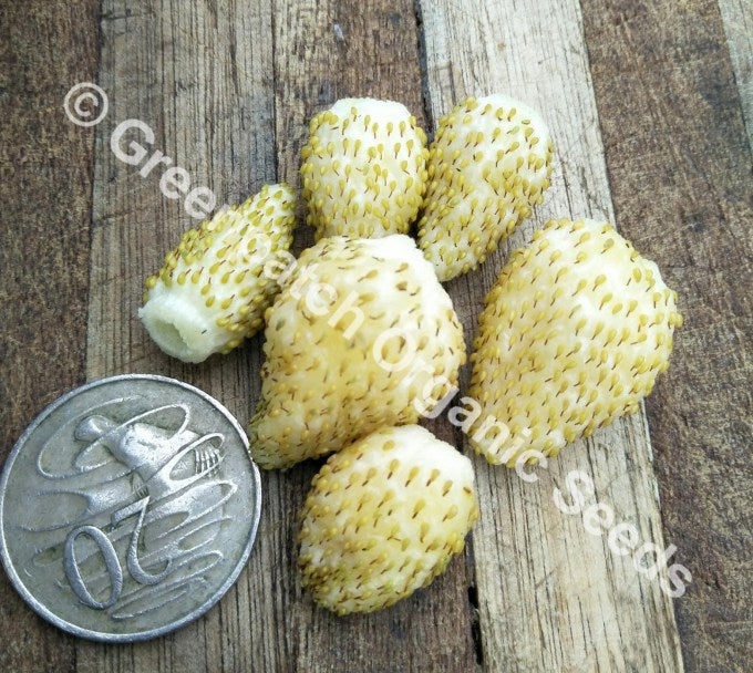 white alpine strawberry seeds White Soul Strawberry Plants