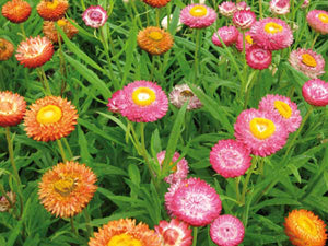 Strawflower