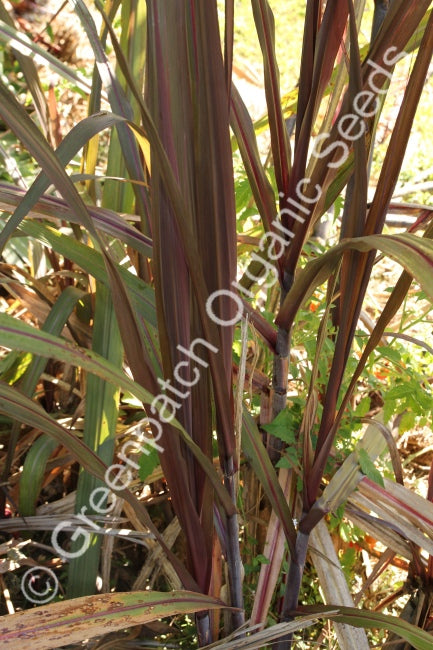 Sugar Cane - Purple Plant