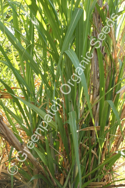 Sugar Cane Plants