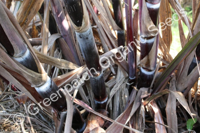 Sugar Cane - Purple Plant