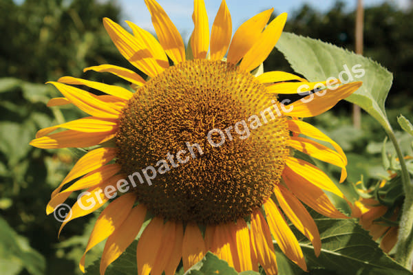 Sunflower - Giant Russian