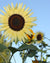 Greenpatch sunflower