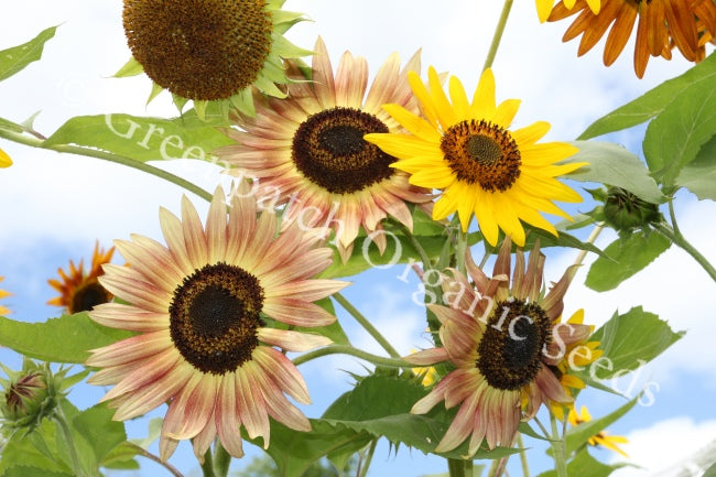 Bee Attractant Mix - Spring/Summer