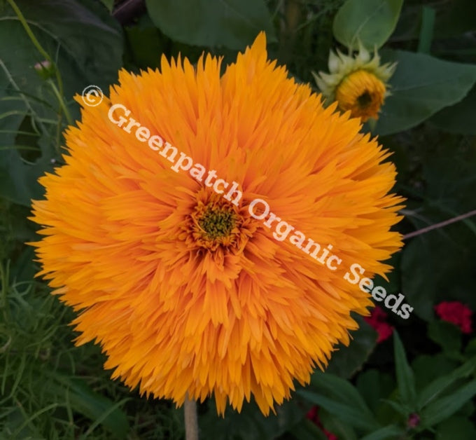 Sunflower - Teddy Bear