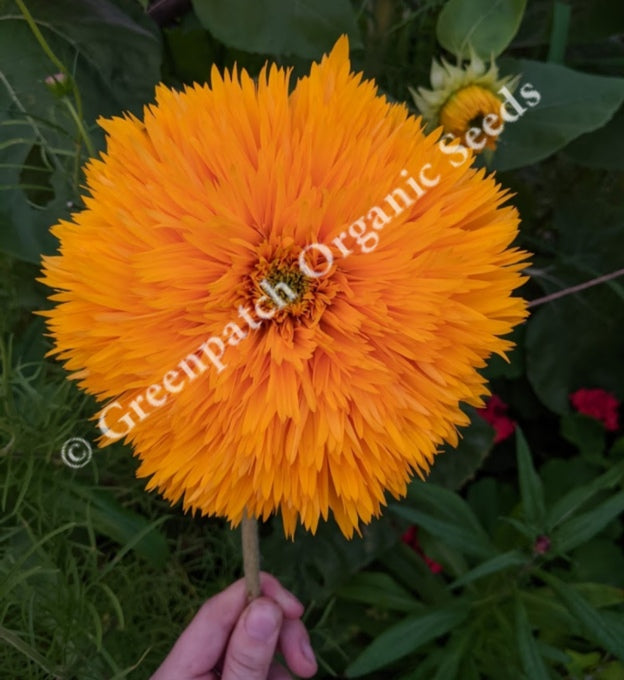 Sunflower - Teddy Bear