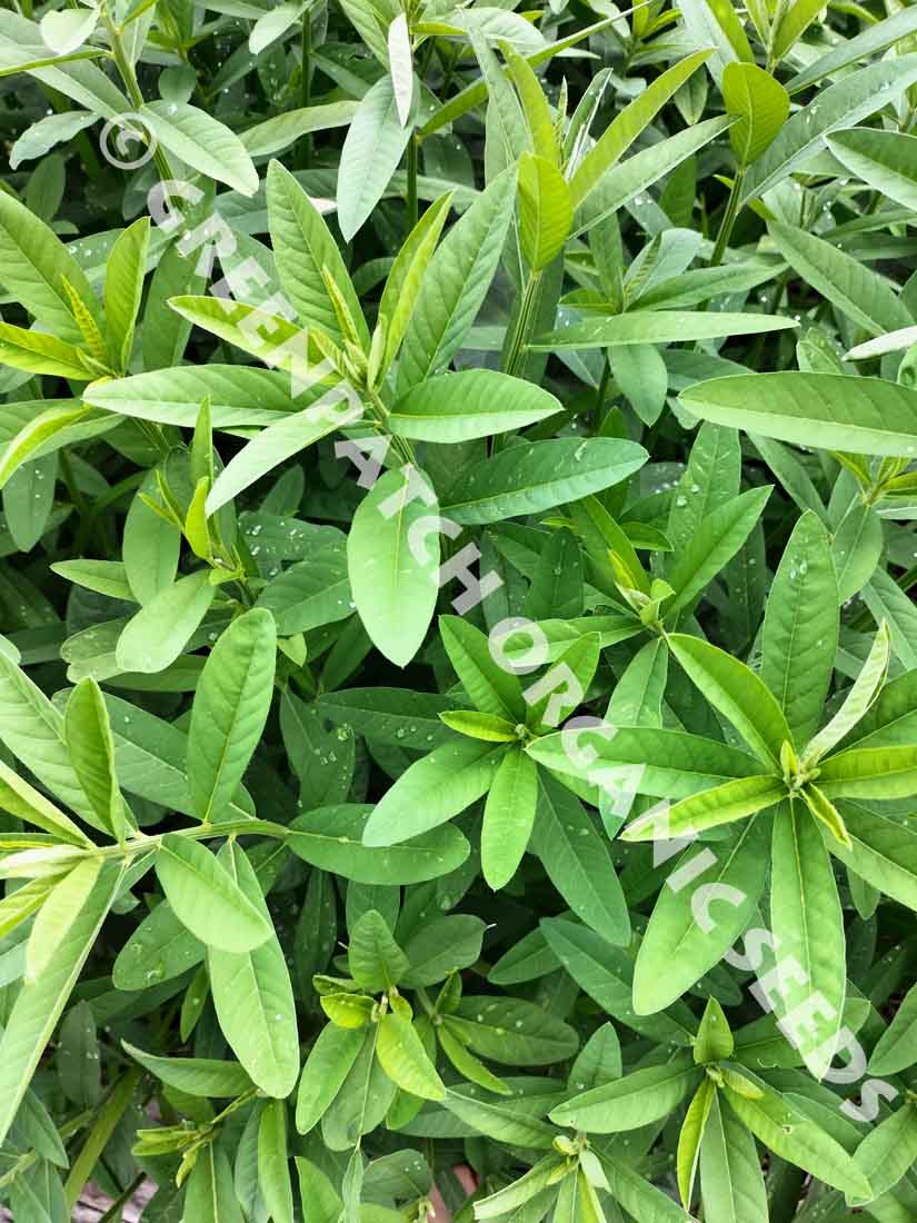 organic hemp seeds for planting Sunn Hemp Seed