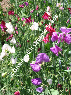 Sweet Pea - Mixed Colours