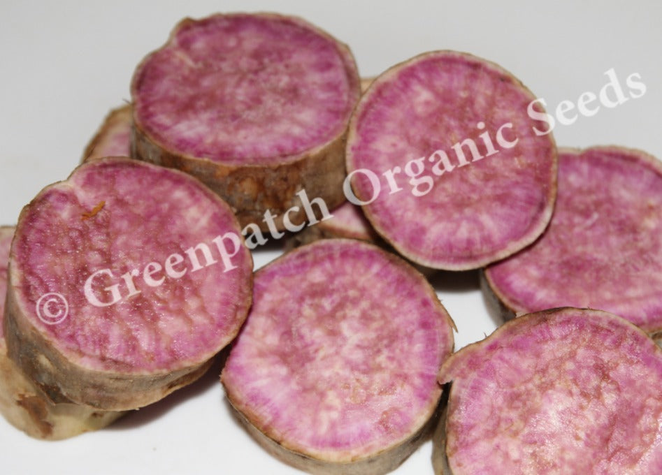 Sweet Potato - Hawaiian Plant