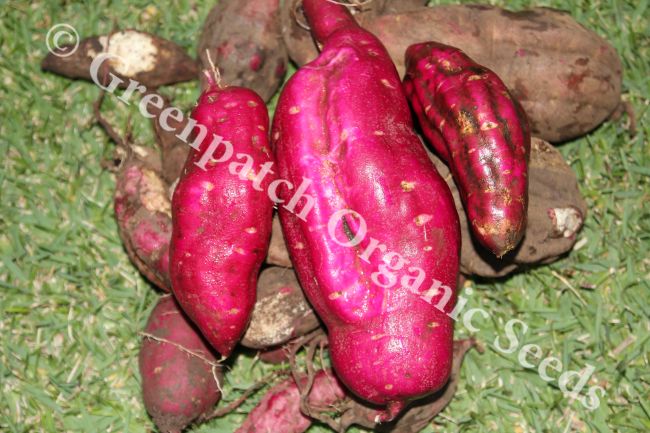 Sweet Potato - Purple Plant