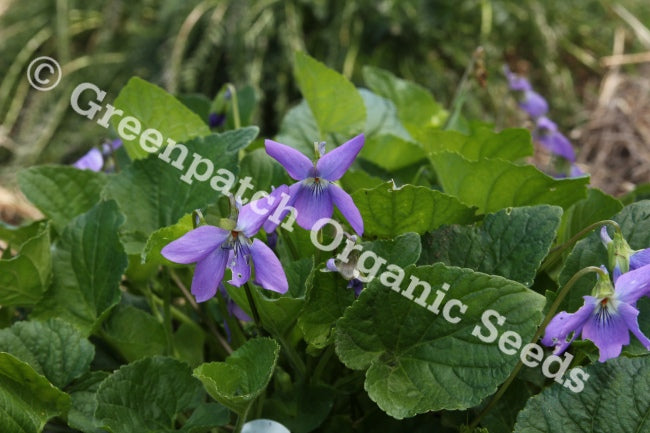 plant with purple or blue flowers and edible seeds Sweet Violet Plant - Edible Flower