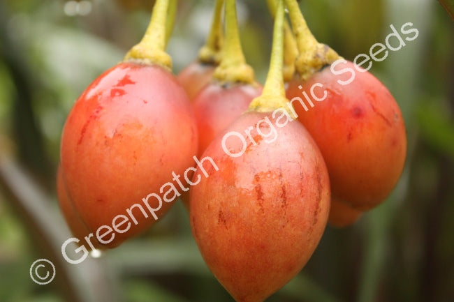 Tamarillo - Red Plant