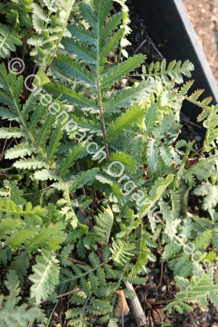 Tansy Plant