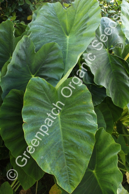 Taro Plants