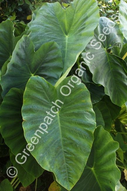 taro plant seeds Taro Japanese Plants