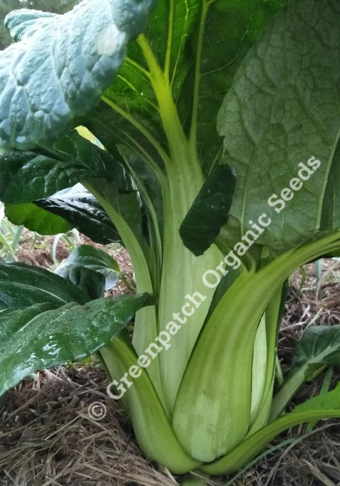 Tatsoi - Black Knight