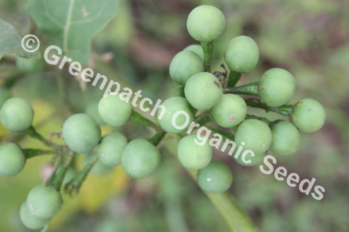 Eggplant - Thai Pea Plant