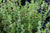 Thyme Plants