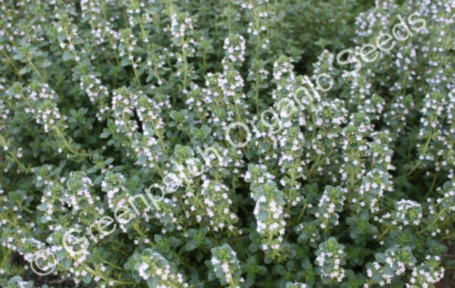 Thyme - Lemon Plant