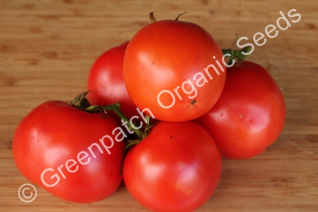 Tomato - Burnley Bounty