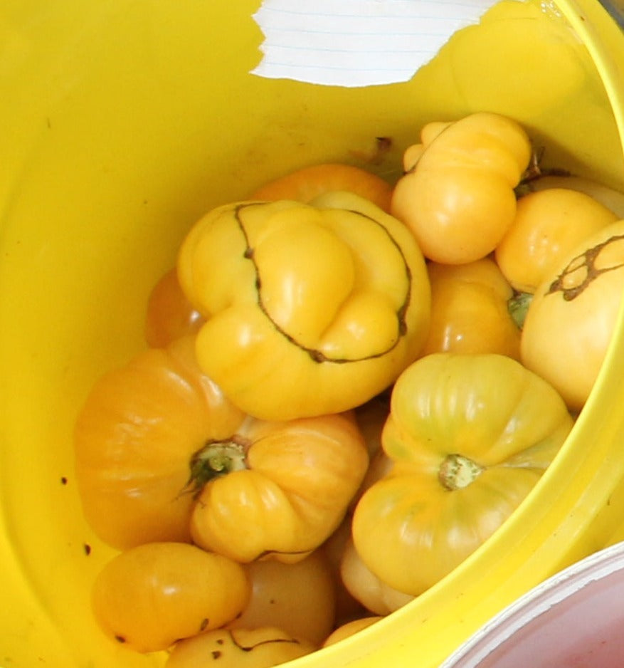 Tomato - Oxheart Yellow