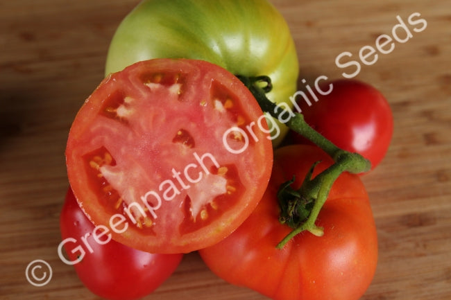 Tomato - Tropic