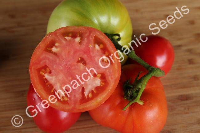 Tomato - Tropic Plant