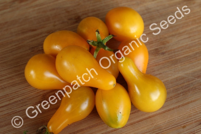 Tomato - Yellow Pear Plants