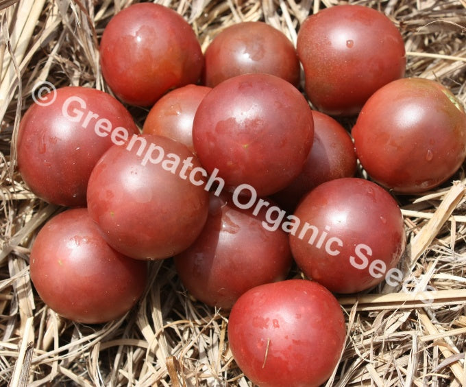 Tomato - Black Cherry Plants